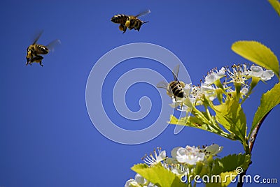 Bees Flying Around Flowers Stock Photo