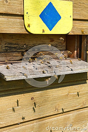 Bees flying into a beehive Stock Photo