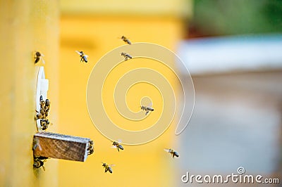Bees flying into beehive. Apiary background. Closeup Stock Photo