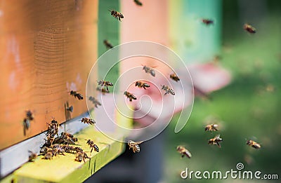 Bees flying entering honeycomb bee hive Stock Photo