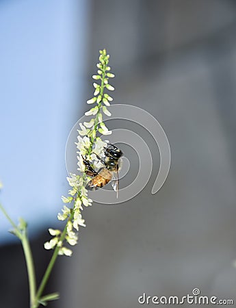 A bee on a flower Stock Photo