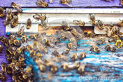 The bees at front hive entrance close up. Bee flying to hive. Honey bee drone enter the hive. Hives in an apiary with working bees Stock Photo