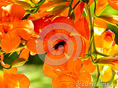 Bees gather honey from Chinese trumpet creeper Stock Photo