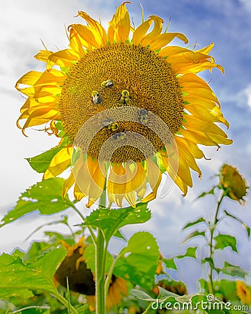 Bees gather nectar and pollen on a brightly lit sunflower. Stock Photo