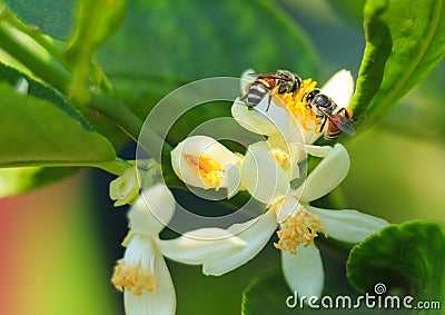 The bees are gathering carpels on the lime flower Stock Photo