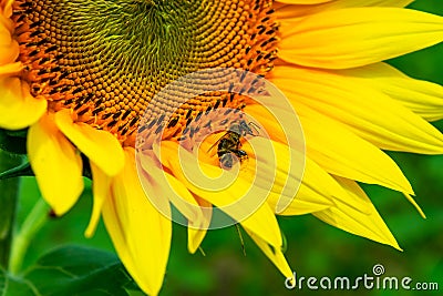 Bees gathering pollen of the sunflower Stock Photo