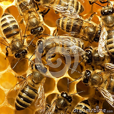 Bees on the hive Stock Photo