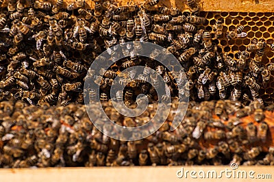 Bees in hive.Apiary.Macro.Insect Stock Photo