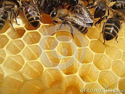 Bees in a hive Stock Photo