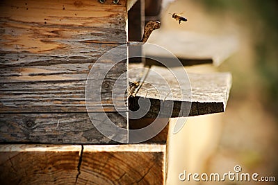 Bees in the hive Stock Photo