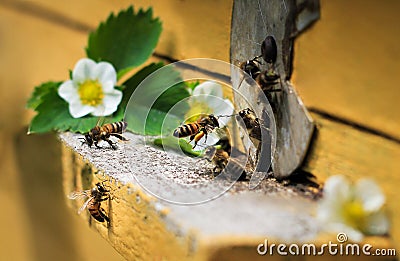 Bees on hive Stock Photo