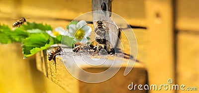 Bees on hive Stock Photo