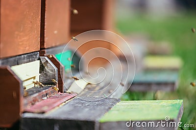 Bees hive: Flying to the landing boards Stock Photo