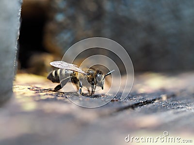 Bees in the hive gather Stock Photo