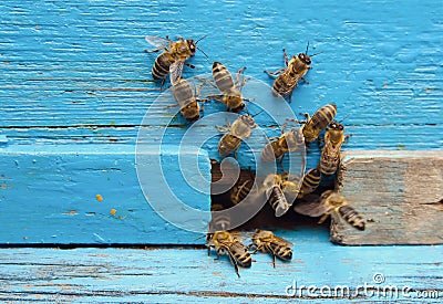 Bees with honey Stock Photo