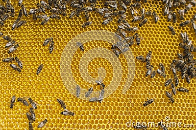 Bees on honeycells Stock Photo