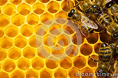 Bees on honeycomb Stock Photo