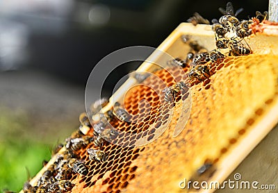 Bees on the honeycomb. Beekeeping concept. Stock Photo