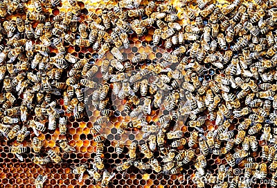 Bees on honeycomb cell pack into bee bread. Apitherapy. Stock Photo