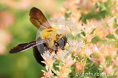 Bees kind of insects Stock Photo