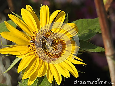 Bees like wasps foraging in love sunflowers. Stock Photo