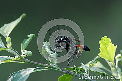 Bees are mating insects Stock Photo