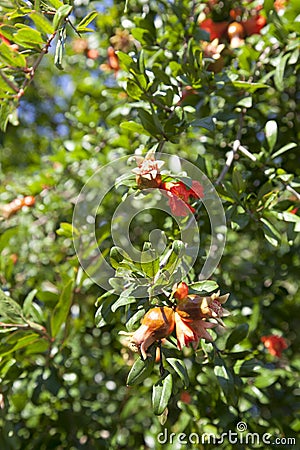 Bees pollinate blooming pomegranate tree Stock Photo