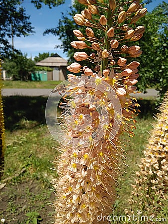 Bees pollinate the inflorescence of pink eremurus plant Stock Photo