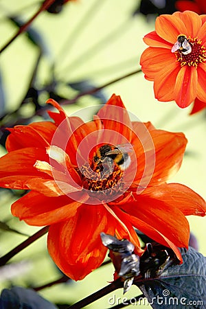 Bees pollinating flowers Stock Photo