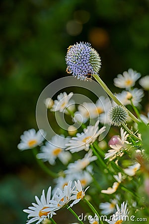 Bees pollinating on a globe thistle flower with blurred green background and copy space. Echinops and daisy perennial Stock Photo