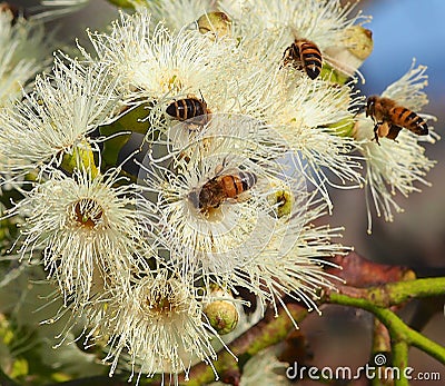 Bees Pollinating The Sugar Gum Tree(Eucalyptus cladocalyx) Stock Photo