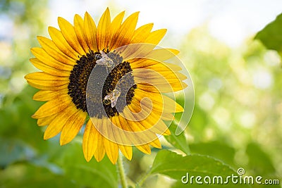Bees pollinating a Sunflower Stock Photo
