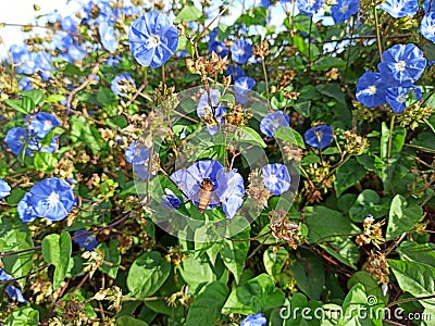 Bees sitting on a blue flower Stock Photo
