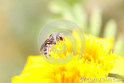 This is a bees sitting on a flower and eating huney Stock Photo