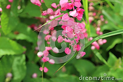 Bees stinging pink flowers Is a flowering plant of the family Polygonaceae, a pink clematis Stock Photo