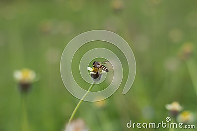 Bees suck honey on wildflowers Stock Photo