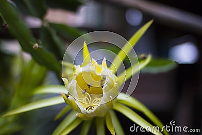 The bees suck on the nectar from the flower Stock Photo