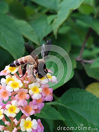 Bees sucked nectar from flowers Stock Photo