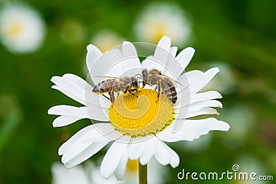 Bees sucking nectar from a daisy flower Stock Photo