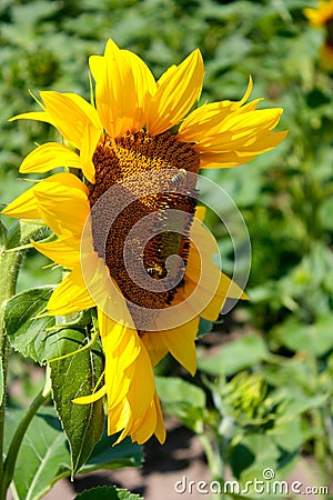 Bees on the sunflowers on the green field background Stock Photo