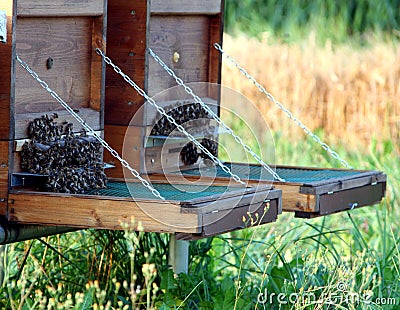 Bees swarm Stock Photo