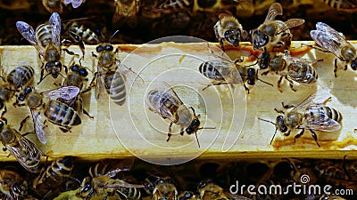 Bees swarming on honeycomb, extreme macro . Insects working in wooden beehive, collecting nectar from pollen of flower Stock Photo