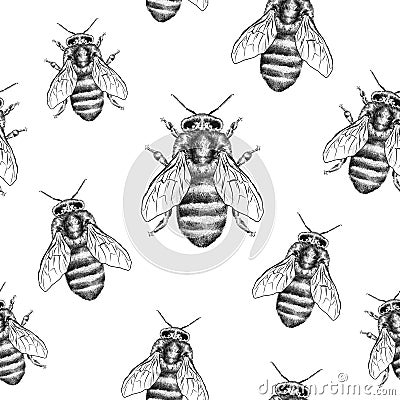 Bees texture. Seamless pattern. Realistic graphic illustration. Background Cartoon Illustration