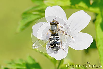 Bees wasps insects collect nectar from flowers. Stock Photo