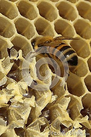 Bees, which come from the harsh winter Stock Photo