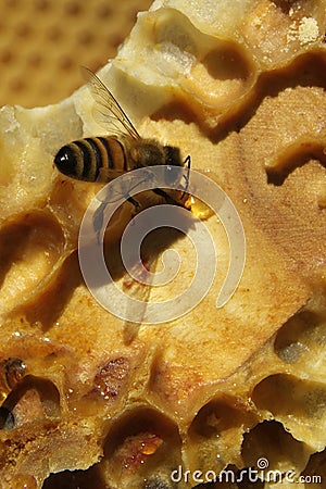 Bees, which come from the harsh winter Stock Photo