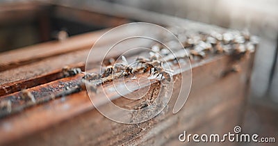 Bees, wood and insects for honey production on a sustainable, agriculture and eco friendly farm. Process, farming and Stock Photo