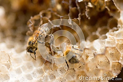 Bees Working in The Honeycomb Stock Photo