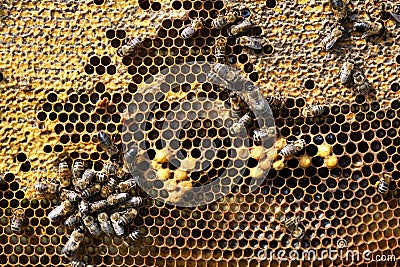 Bees working on the real honeycomb Stock Photo