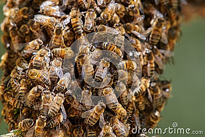 Bees on the wrong track Stock Photo
